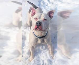 Bullypit Dogs for adoption in Akron, OH, USA