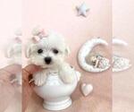 Small #6 Maltese
