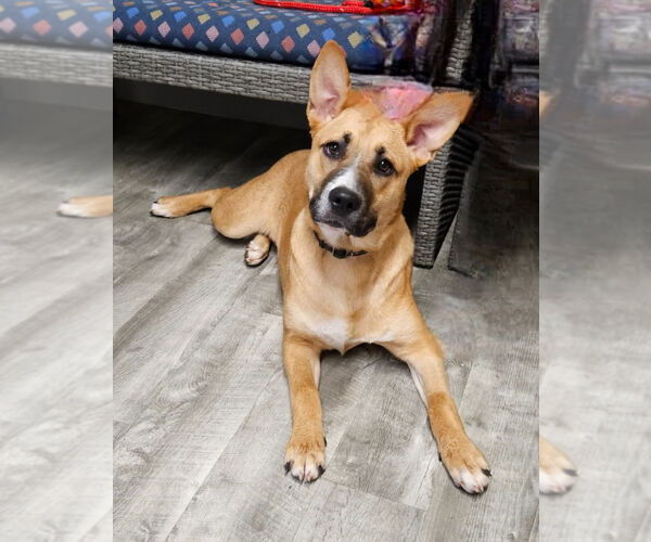 Medium Photo #1 Mutt Puppy For Sale in Ellijay, GA, USA