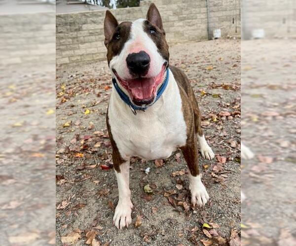 Medium Photo #2 Bull Terrier Puppy For Sale in Santa Maria, CA, USA