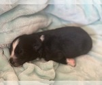 Small Photo #4 Australian Shepherd Puppy For Sale in YADKINVILLE, NC, USA