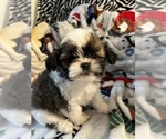Small Photo #6 Shih Tzu Puppy For Sale in LEBANON, OR, USA