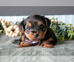 Small #1 Yorkshire Terrier