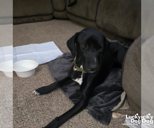 Medium Photo #2 Labrador Retriever-Unknown Mix Puppy For Sale in Washington, DC, USA