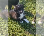 Small #3 Australian Shepherd