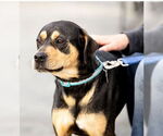 Small #4 Mutt