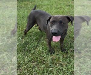 Labrador Retriever-Unknown Mix Dogs for adoption in Conroe, TX, USA