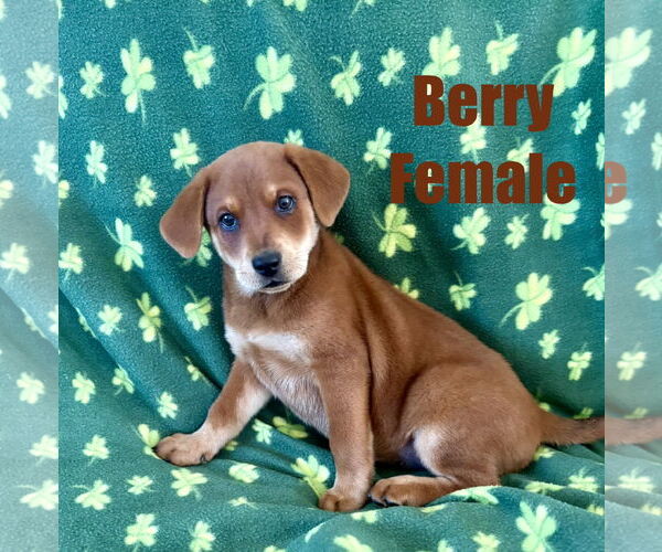 Medium Photo #2 Beagle-Unknown Mix Puppy For Sale in Jackson Township, NJ, USA