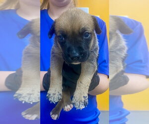 Praline - Female Labrador Retriever-Unknown Mix Dog for Adoption - Photo #4