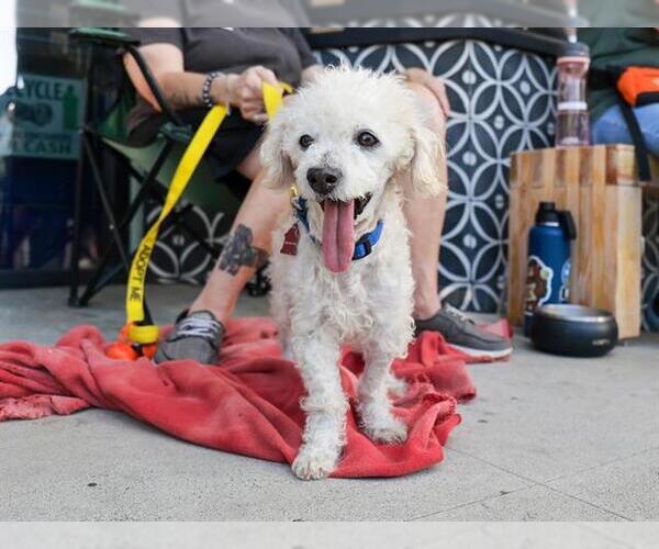 Medium Photo #2 Maltipoo Puppy For Sale in Pasadena, CA, USA