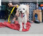 Small #1 Maltipoo