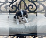 Small Photo #15 Cavalier King Charles Spaniel Puppy For Sale in BENTONVILLE, AR, USA