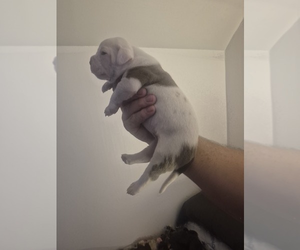 Medium Photo #2 American Bulldog Puppy For Sale in JASPER, GA, USA