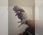 Small #1 American Bulldog
