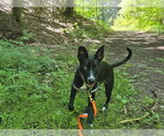 Small #10 Mutt