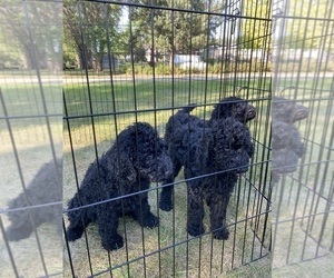 Poodle (Standard) Puppy for sale in WHEATON, MN, USA