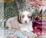 Small Photo #17 Miniature Australian Shepherd Puppy For Sale in HARRISON, OH, USA