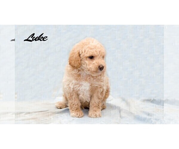 Medium Photo #2 Poodle (Miniature) Puppy For Sale in EVART, MI, USA