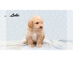 Small Photo #2 Poodle (Miniature) Puppy For Sale in EVART, MI, USA