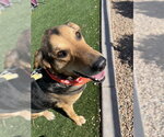 Small #5 German Shepherd Dog Mix