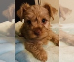 Small Photo #17 Yorkshire Terrier Puppy For Sale in LA SIERRA, CA, USA