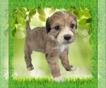 Small Photo #13 Bernedoodle (Miniature) Puppy For Sale in BLACK FOREST, CO, USA