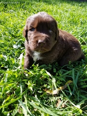 Newfoundland Puppy for sale in RADCLIFFE, IA, USA