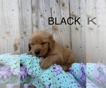 Puppy Black Golden Retriever