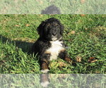 Small #2 Bernedoodle