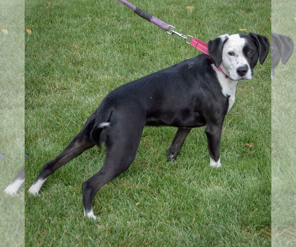 Medium Photo #3 Pointer-Unknown Mix Puppy For Sale in Huntley, IL, USA