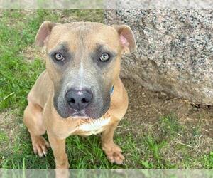 American Pit Bull Terrier Dogs for adoption in Waco, TX, USA