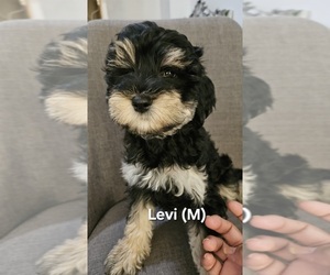 Dachshund-Maltipoo Mix Puppy for sale in Whitby, Ontario, Canada