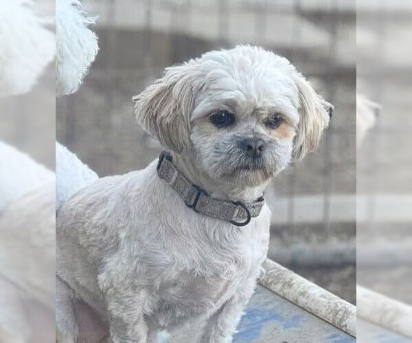 Medium Photo #2  Puppy For Sale in , 