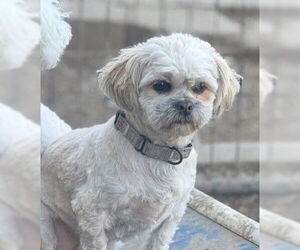 Shih Tzu-Unknown Mix Dogs for adoption in Mukwonago, WI, USA