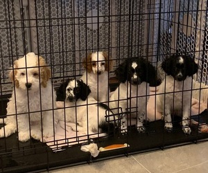 Cockapoo Litter for sale in SOUDERTON, PA, USA