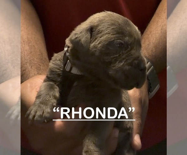 Medium Photo #5 Cane Corso Puppy For Sale in MOUNT MORRIS, MI, USA