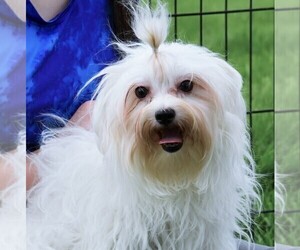 Father of the Morkie puppies born on 01/02/2025