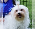 Small Photo #1 Morkie Puppy For Sale in ROCK VALLEY, IA, USA