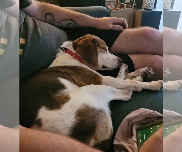 Medium Photo #7 Beagle Puppy For Sale in Dunnellon, FL, USA
