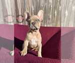 Small Photo #17 French Bulldog Puppy For Sale in BRYAN, TX, USA