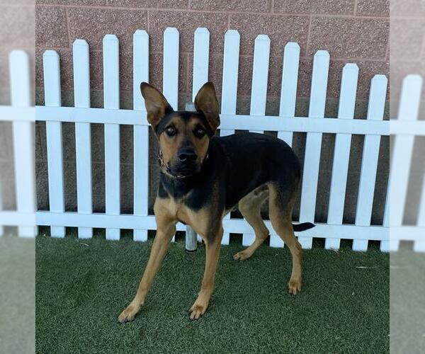 Medium Photo #1 Doberman Pinscher-Unknown Mix Puppy For Sale in Modesto, CA, USA
