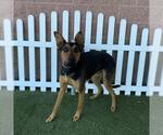 Small Doberman Pinscher Mix