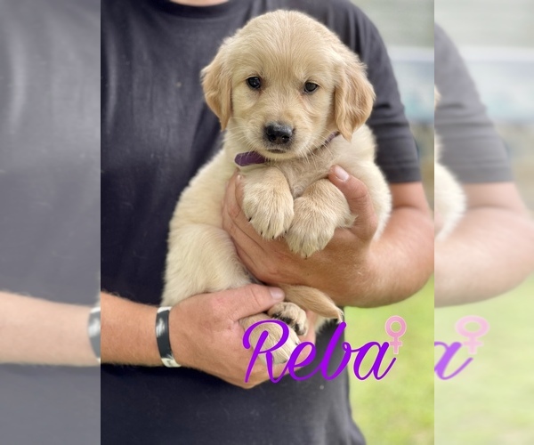Medium Photo #1 Golden Retriever Puppy For Sale in CHAPMANSBORO, TN, USA