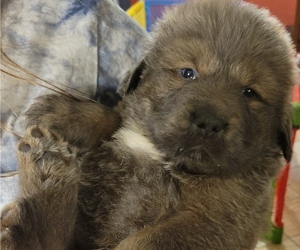 Medium Photo #1 Tibetan Mastiff Puppy For Sale in PRINCETON, MN, USA