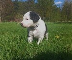 Puppy Rowena Greay Border Collie-Sheepadoodle Mix