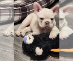 Small #2 French Bulldog