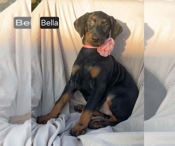 Medium Photo #2 Doberman Pinscher Puppy For Sale in POMEROY, OH, USA