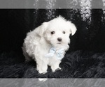 Small Photo #111 Maltese Puppy For Sale in WARSAW, IN, USA