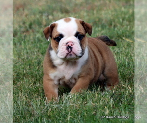 Bulldog Puppy for Sale in ROYSE CITY, Texas USA