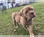 Small #3 Olde English Bulldogge